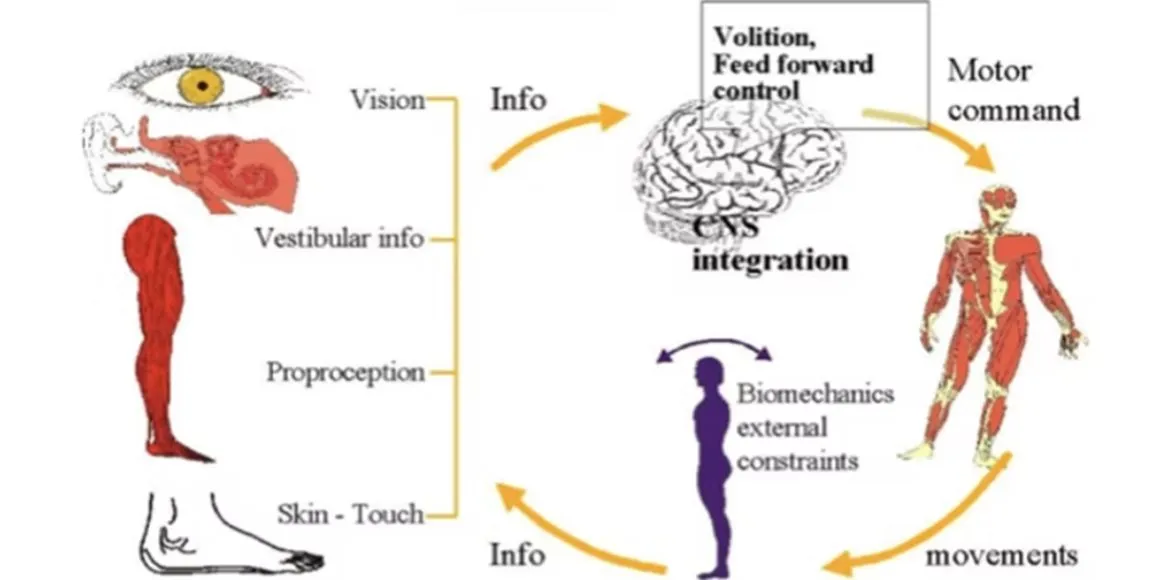causes-of-poor-balance-beyond-aging