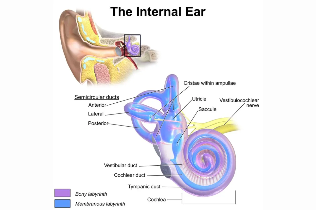 ร่างกายเราทรงตัวได้อย่างไร